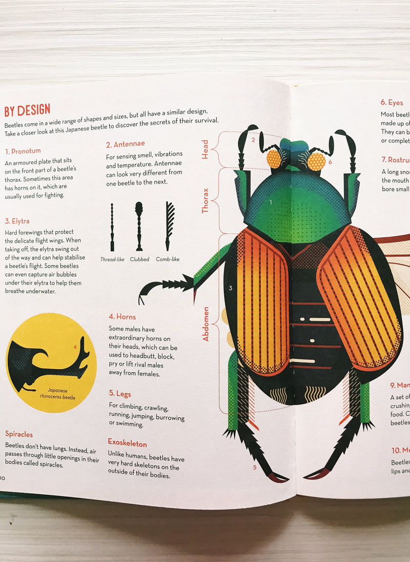 Bonkers About Beetles